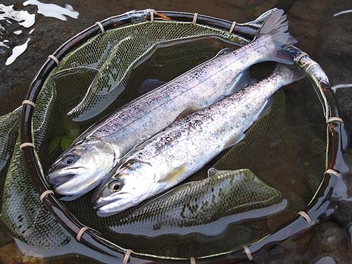 立て続けに釣れたアマゴ2匹