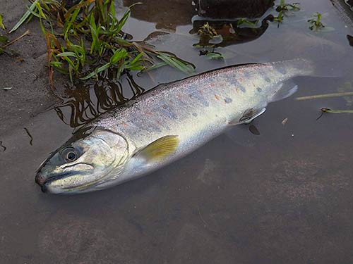 最後は27cmのアマゴで締めくくり