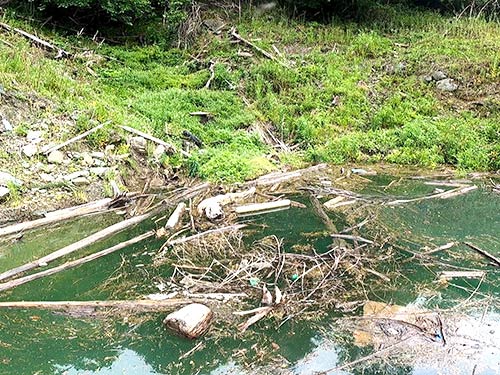 岸際には浮きゴミエリアが多く存在