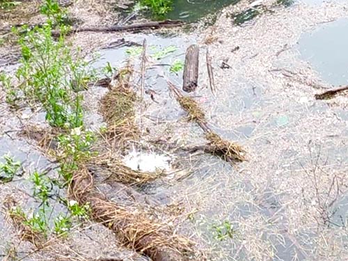 浮きゴミはヘラブナの産卵行動