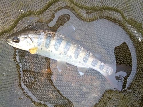 同じ溜まりで釣れた普通のアマゴ