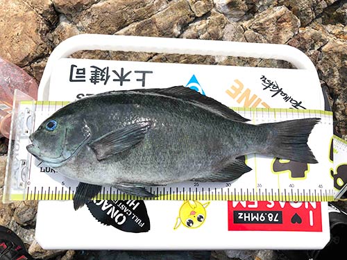 40cm後半の大型グレが頻発するようになった