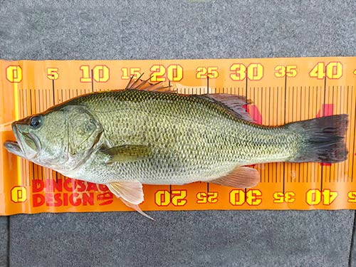 愛知県犬山市 入鹿池でアフター回復系のビッグバスを狙う 釣りビジョン マガジン 釣りビジョン 愛知県犬山市 入鹿池でアフター回復系のビッグバスを狙う 釣りビジョン マガジン 釣りビジョン