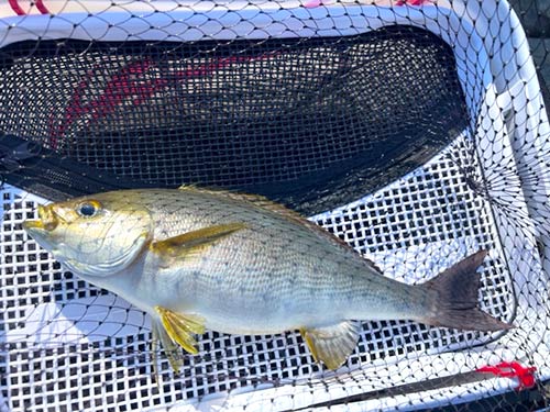 40cmアップの腹パンイサキは釣り味満点