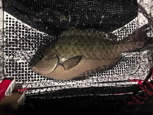 40cmには届かなかったが38cmのオナガグレに少し安心