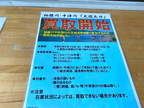 相模川ではアユの買い取りも行なわれている