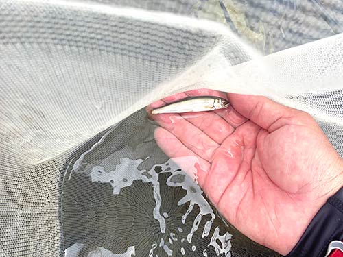オトリにならない小さなアユも掛かる