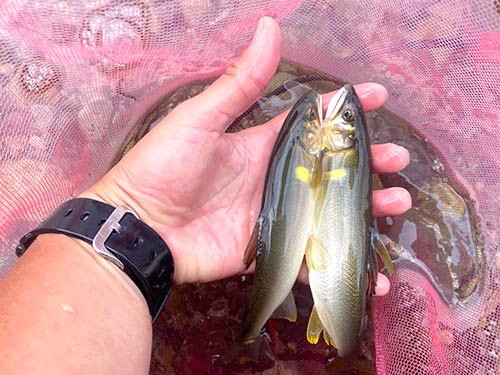 すぐにきた2匹目