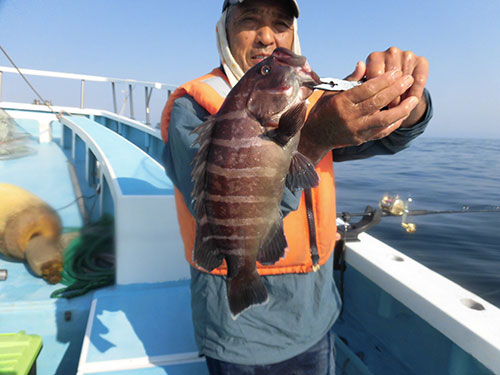 釣味も食味も素晴らしいマハタ