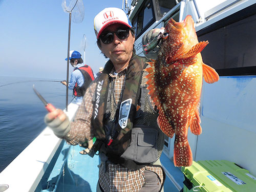根周りで良く釣れるウッカリカサゴ