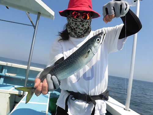 型の良いマサバも釣れた