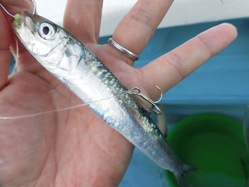夏場は餌が弱りやすいので取扱注意