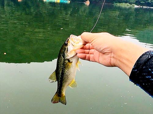 神奈川 相模湖 サイトフィッシング でブラックバスを狙う 釣りビジョン マガジン 釣りビジョン