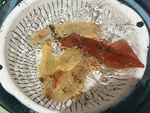 美味しそうなマルイカ。最高です