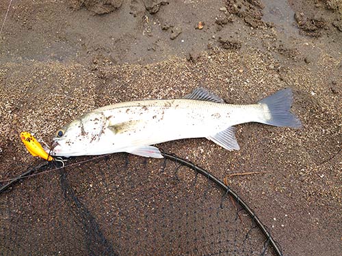 やっと釣れてくれたシーバス