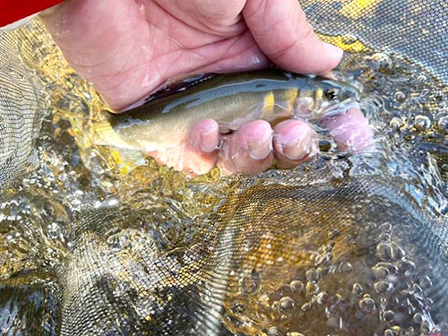 オトリが元気なら連チャン!
