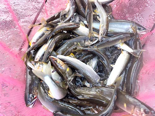 大満足の釣果 どのアユも強い引きを楽しませてくれた