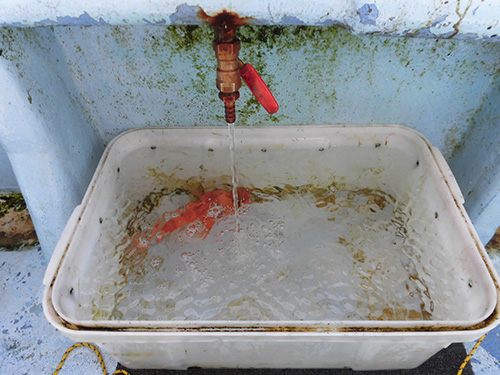 海水ポンプの場所に魚桶を置く