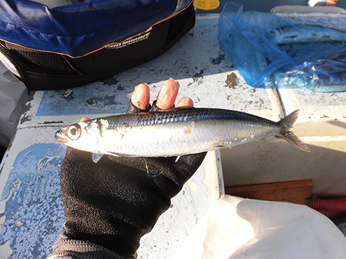 ウルメイワシが釣れるもサバは不調