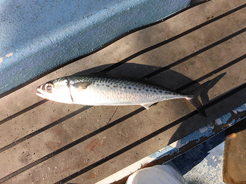 オニカサゴの仕掛けに食ったサバ