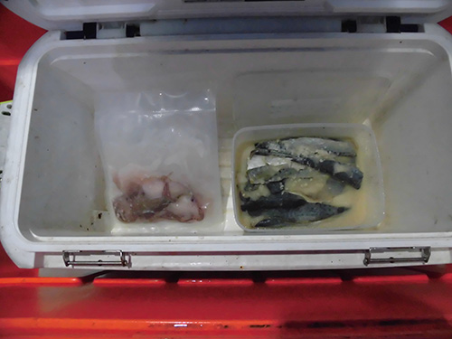 サービスのサバ餌と有料のイイダコ