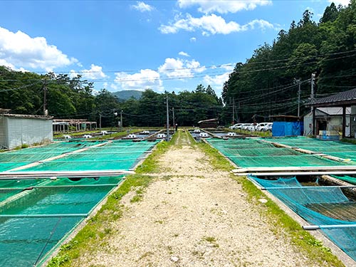 「鹿島槍ガーデン」の養殖池の様子