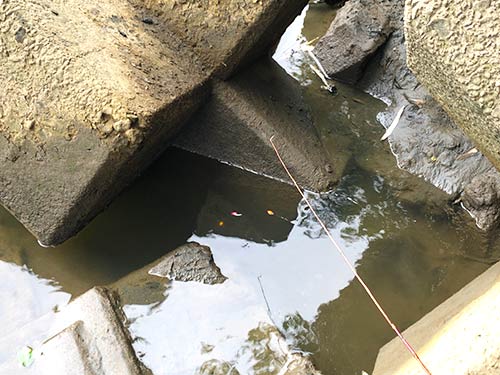 暗く水通し良い場所を好む