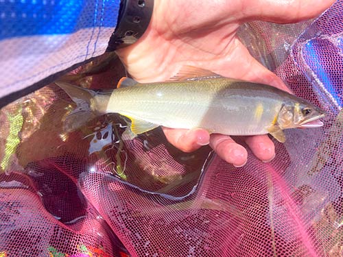 成長したアユは魚体もプリッと美しい
