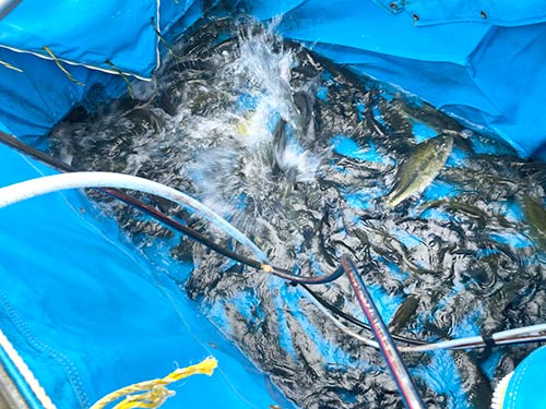 プールの水ごと放流船へ移す、ダメージは見受けられない