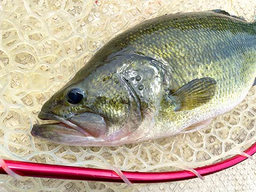 バス釣りを難しくしているのは釣師の“思い込み”かも知れない