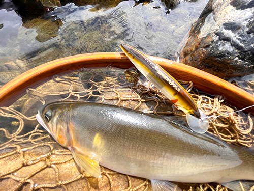 多摩川や相模川で大ブーム アユのルアーフィッシングに挑戦 釣りビジョン マガジン 釣りビジョン