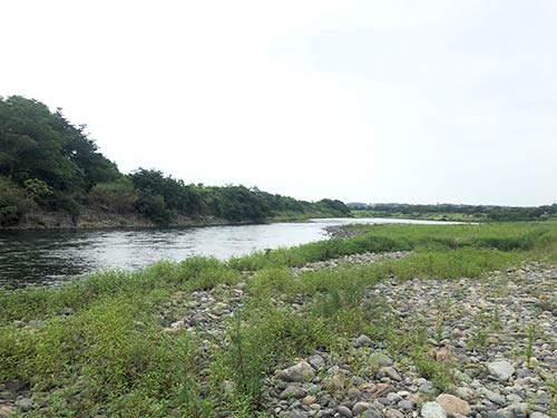 座架依橋上流のポイント。川の至る所でアユが跳ねていた