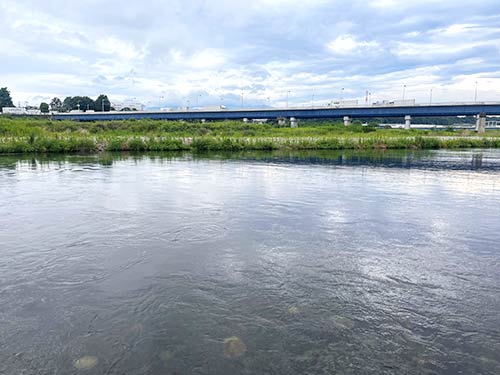 岩盤質の川底に無数のアユが群れている