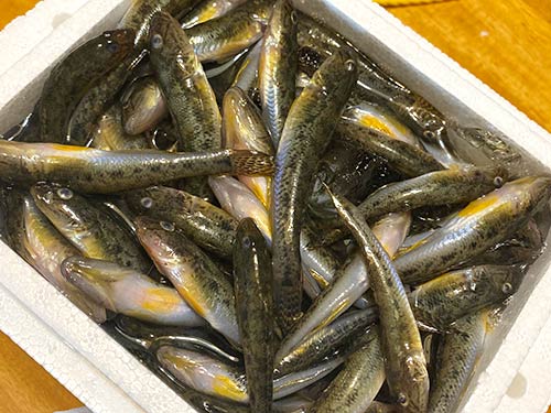 上々の釣果