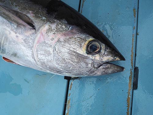 ハリはしっかりと「かんぬき」に刺さっていた。リーダーも結び替えたばかりだったので、逃げられずに済んだ。