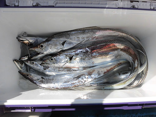今年の“夏タチ”は良型率高く釣果充実!