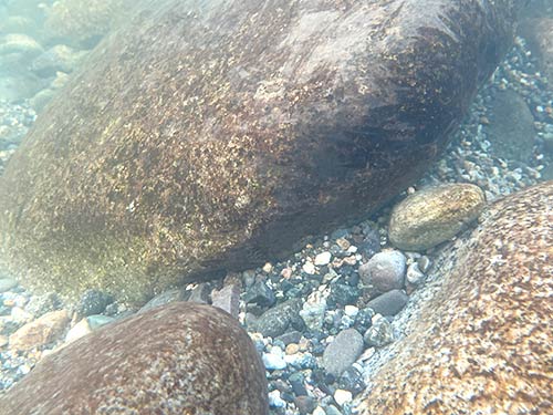 川の中の石には”ハミ跡”があちらこちらに見られる