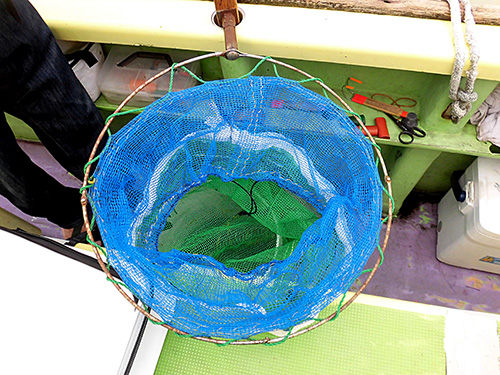 マダコに逃げられないようにベテランさんは魚籠を用意