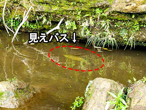 見えバスを発見したら、バスの向いている方向、レンジを即座に見極める。もし流れがあればそれも考慮に入れなくてはならない