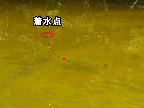 スピナーベイトの着水点はバスのいるレンジから逆算する。レンジが浅ければ近く、深ければ遠くする必要がある
