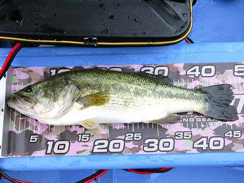 グッドコンディションの46cmの高滝バス。「スピナベサイトは、小さいサイズのバスより40cm以上の良型の方がいい反応します」