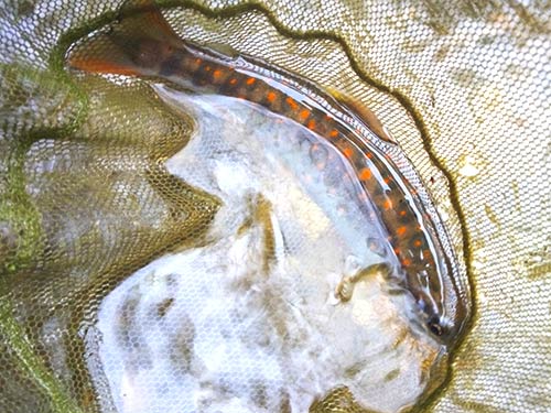 綺麗すぎるカラフルアマゴ
