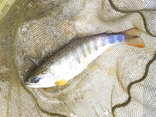 小型白色タナビラ(木曽地方のアマゴの通称)