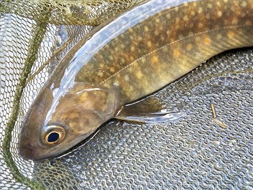 釣り上げ直後。24cm