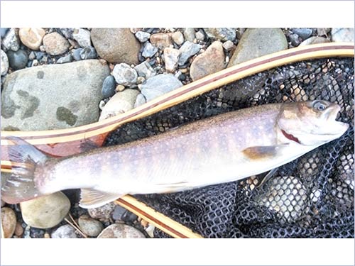 直後の26cm