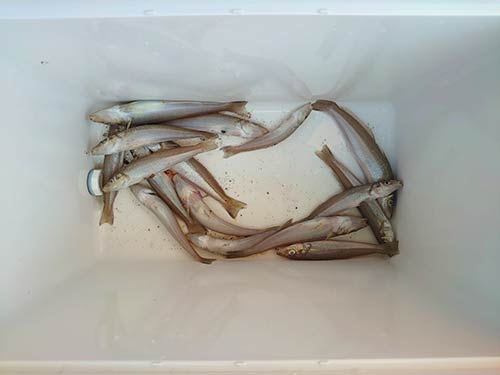 この日の釣果