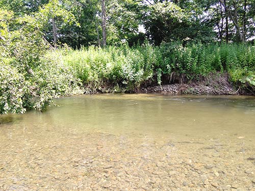 ブラウンのヒットポイント。倒木で水が緩やかになっていた。水深は腰くらい