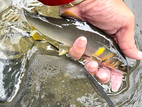 本流に入った相方にも良型アユ