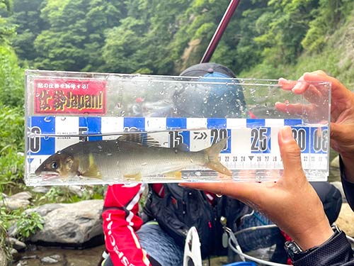 良型アユはスケールにて計測!21.5cm