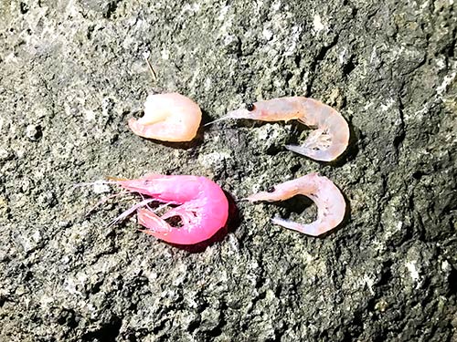 付け餌は左上から時計回りに、ムキエビ、加工オキアミ、生オキアミ、丸エビ。“当たり餌”を見つけるのも楽しみの一つ